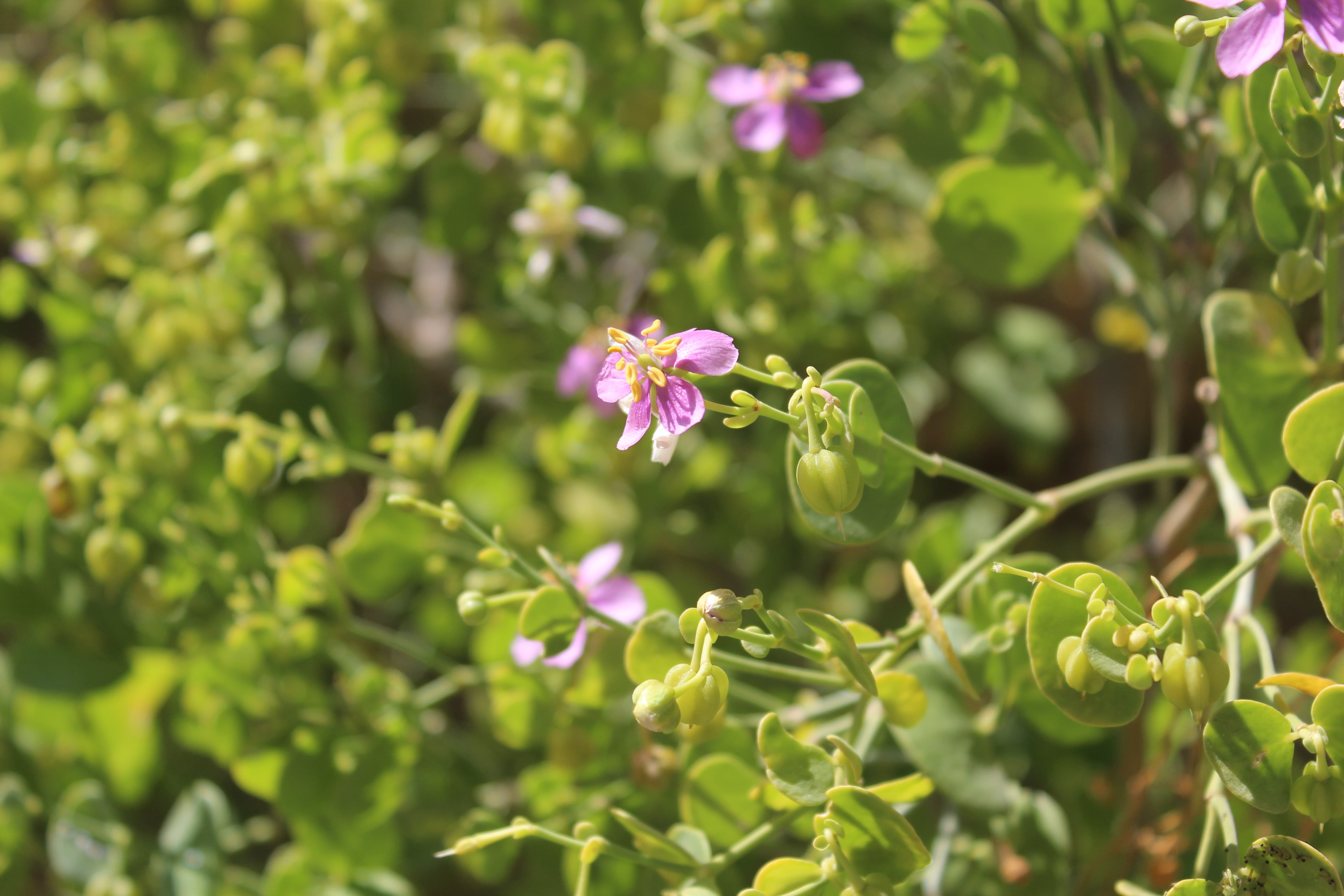 Plant Image